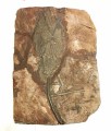 crinoid fossil 189 9.5x6.5